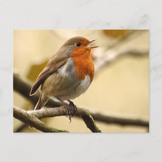 Carte Postale Chanter Robin (Devant)