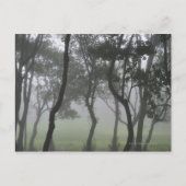 Carte Postale Chao dos Louros, Madère, Portugal (Devant)