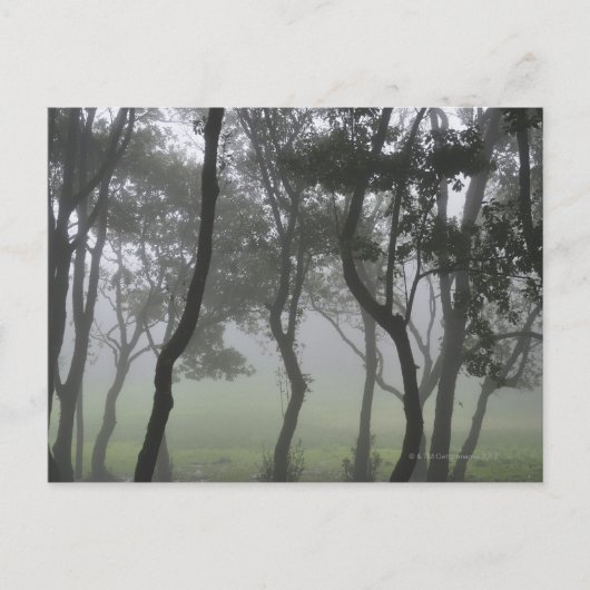 Carte Postale Chao dos Louros, Madère, Portugal (Devant)