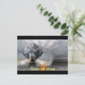Carte Postale chaos (Debout devant)