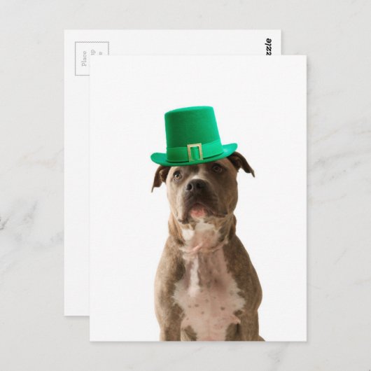 Carte Postale Chapeau de chien Pit Bull mignon St. Patrick's Day (Devant / Derrière)