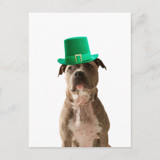 Carte Postale Chapeau de chien Pit Bull mignon St. Patrick's Day (Devant)