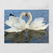 Carte Postale Chaperoned Swan (Devant)