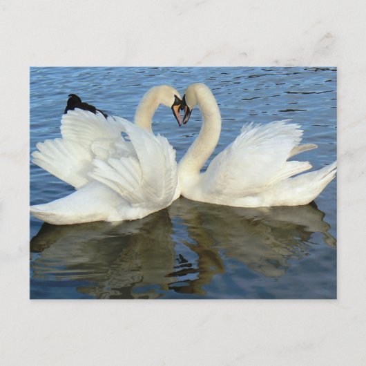 Carte Postale Chaperoned Swan (Devant)