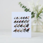 Carte Postale Chaque vautour (Debout devant)