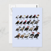 Carte Postale Chaque vautour (Devant / Derrière)