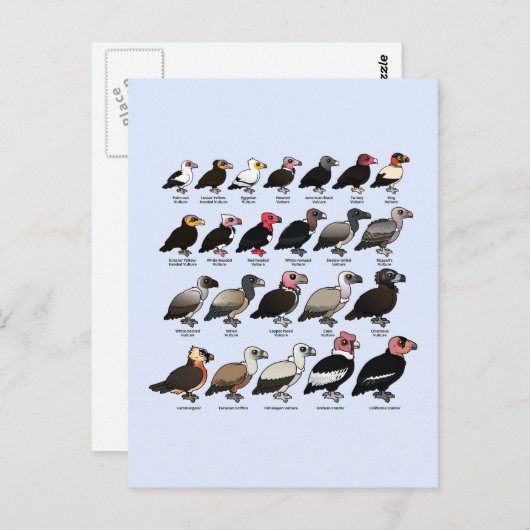 Carte Postale Chaque vautour (Devant / Derrière)