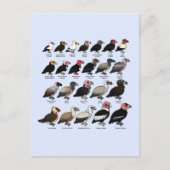 Carte Postale Chaque vautour (Devant)