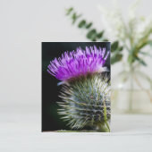 Carte Postale chardon (Debout devant)