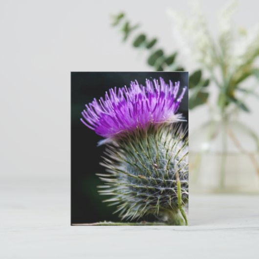 Carte Postale chardon (Debout devant)