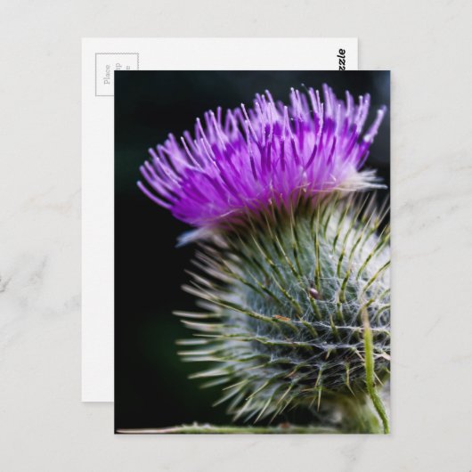 Carte Postale chardon (Devant / Derrière)