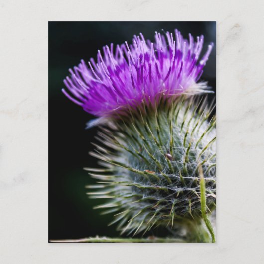 Carte Postale chardon (Devant)