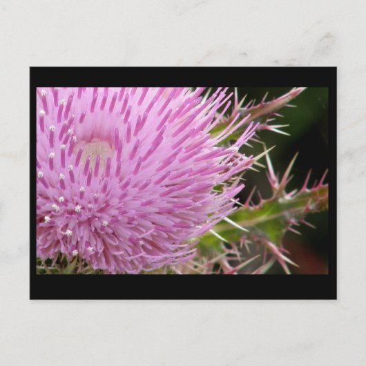 Carte Postale Chardon (Devant)
