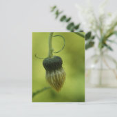 Carte Postale chardon (Debout devant)