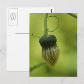 Carte Postale chardon (Devant / Derrière)