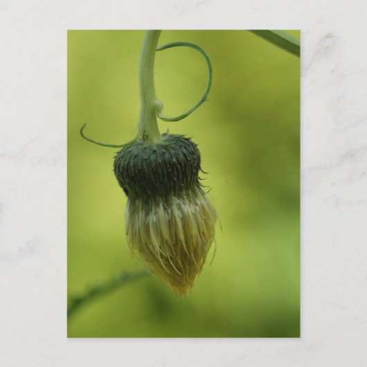 Carte Postale chardon (Devant)