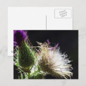 Carte postale chardon (Devant / Derrière)