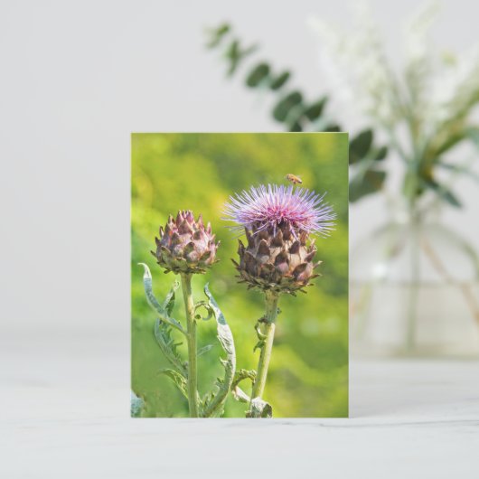 Carte Postale Chardon Artichoke (Debout devant)