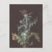 Carte Postale Chardon aux insectes 1755 Johann C. Dietzsch (Devant)