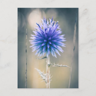 Carte postale Chardon bleu Briefkaart