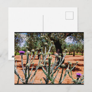 Carte Postale Chardon cotonneux dans un oliveraie