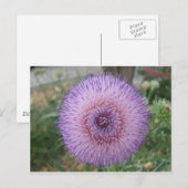 Carte Postale Chardon de lait pourpre (Devant / Derrière)