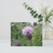 Carte Postale Chardon des champs (Debout devant)