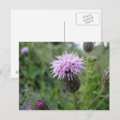 Carte Postale Chardon des champs (Devant / Derrière)