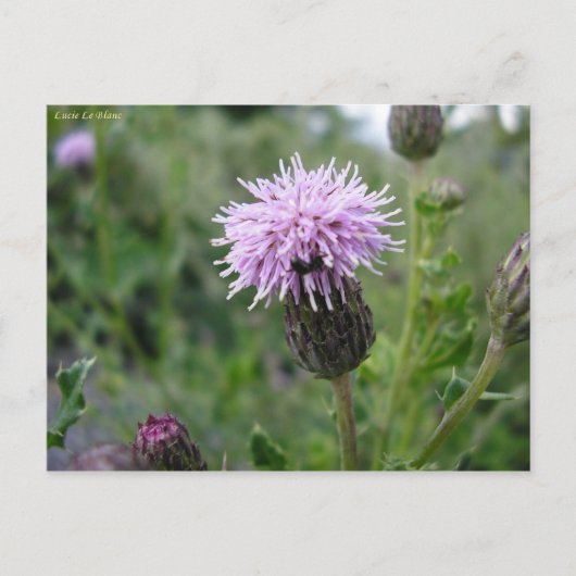 Carte Postale Chardon des champs (Devant)