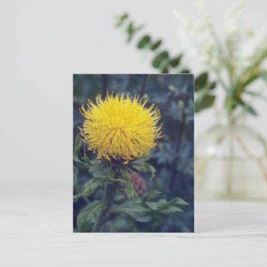 Carte Postale Chardon étoilé jaune (Centaurea Macrophala) (Debout devant)