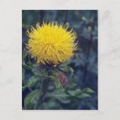 Carte Postale Chardon étoilé jaune (Centaurea Macrophala) (Devant)