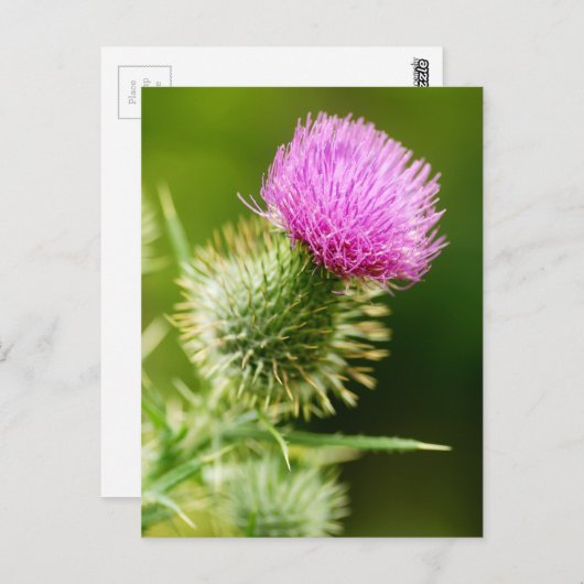 Carte Postale Chardon mauve en fleur (Devant / Derrière)
