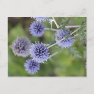 Carte Postale Chardon - Sortir de la foule