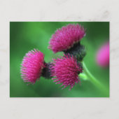 Carte postale chardon violet (Devant)
