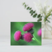 Carte postale chardon violet (Debout devant)