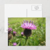 Carte Postale Chardon vulgaire (Devant / Derrière)
