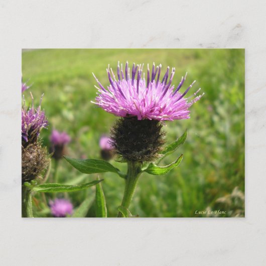 Carte Postale Chardon vulgaire (Devant)