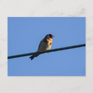 Carte Postale Chardonneret 
