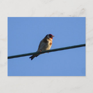 Carte Postale Chardonneret