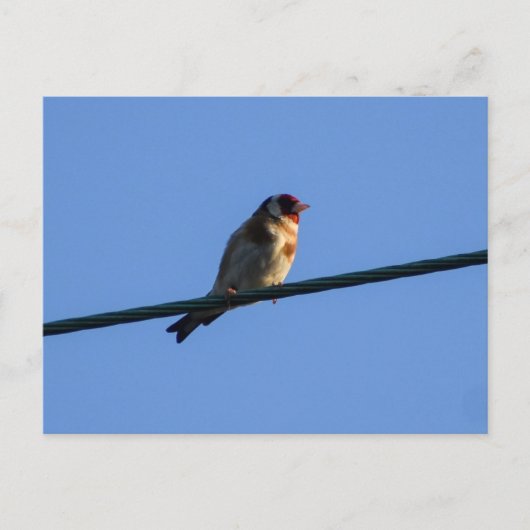 Carte Postale Chardonneret (Devant)