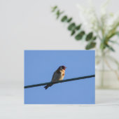 Carte Postale Chardonneret  (Debout devant)