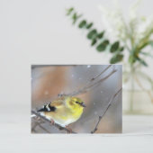 Carte Postale Chardonneret (Debout devant)