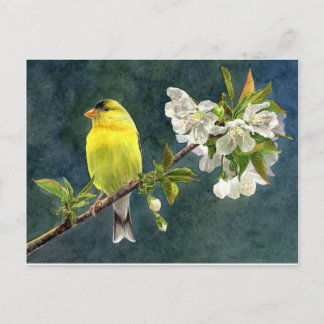 Carte Postale Chardonneret et fleurs de cerisier