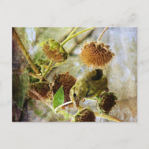 Carte Postale Chardonneret et Tournesols