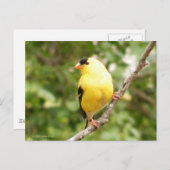 Carte Postale Chardonneret jaune (Devant / Derrière)