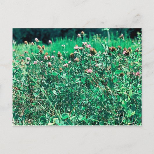 Carte Postale Chardons (Devant)