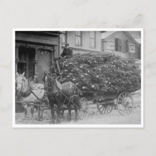 Carte Postale Chargement en Wagon des arbres de Noël