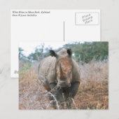 Carte Postale Chargement Rhino (Devant / Derrière)