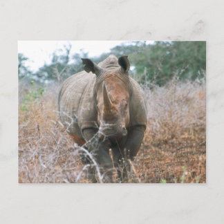 Carte Postale Chargement Rhino
