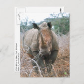 Carte Postale Chargement Rhino (Devant / Derrière)
